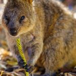 Rottnest Island Tour