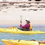 Penguin and Seal Islands Kayaking Tour